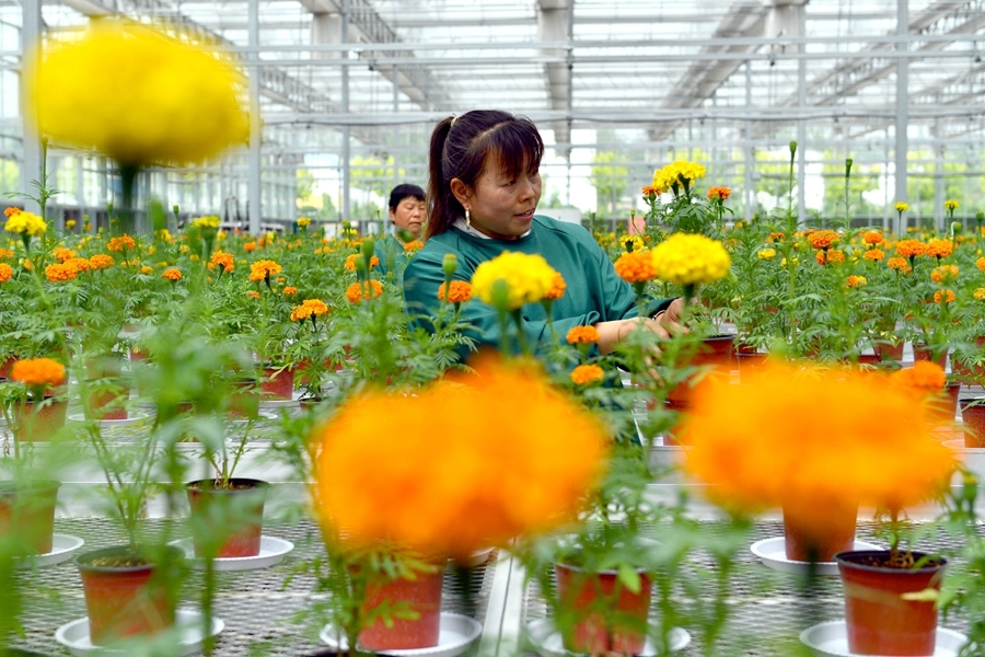 河南夏邑:“花经济”美丽绽放