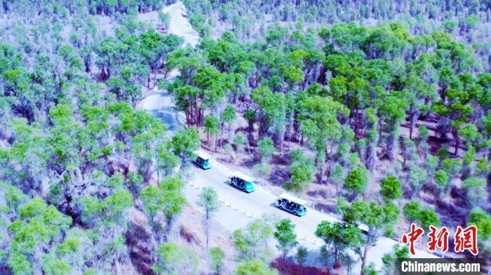 新疆轮台野生天然胡杨林成为假期热门“打卡地”(图)