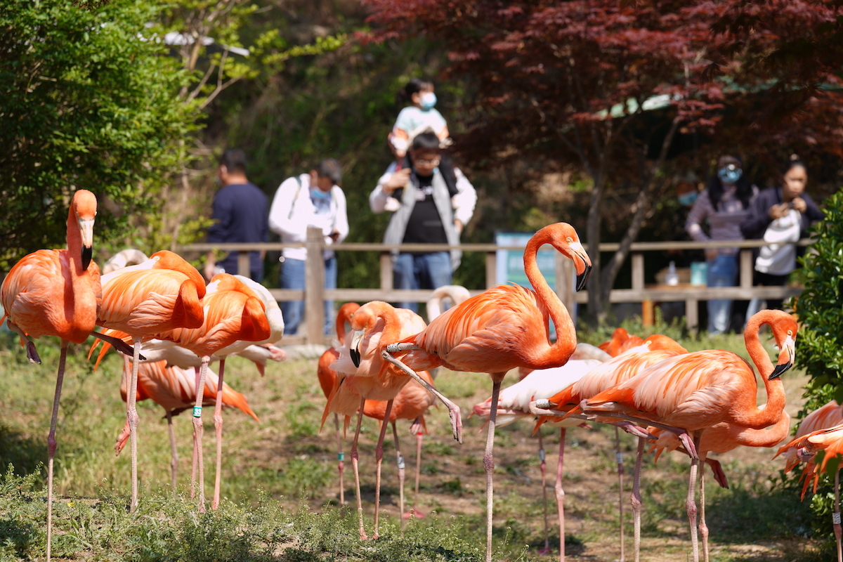五一假期总接待3.7万人次 青岛森林野生动物世界趣青野露营地报名火热
