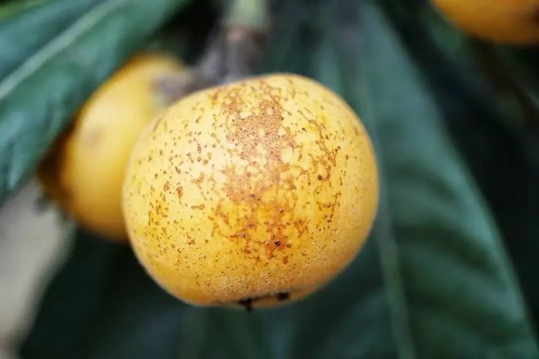 初夏第一果——苏州东山白玉枇杷