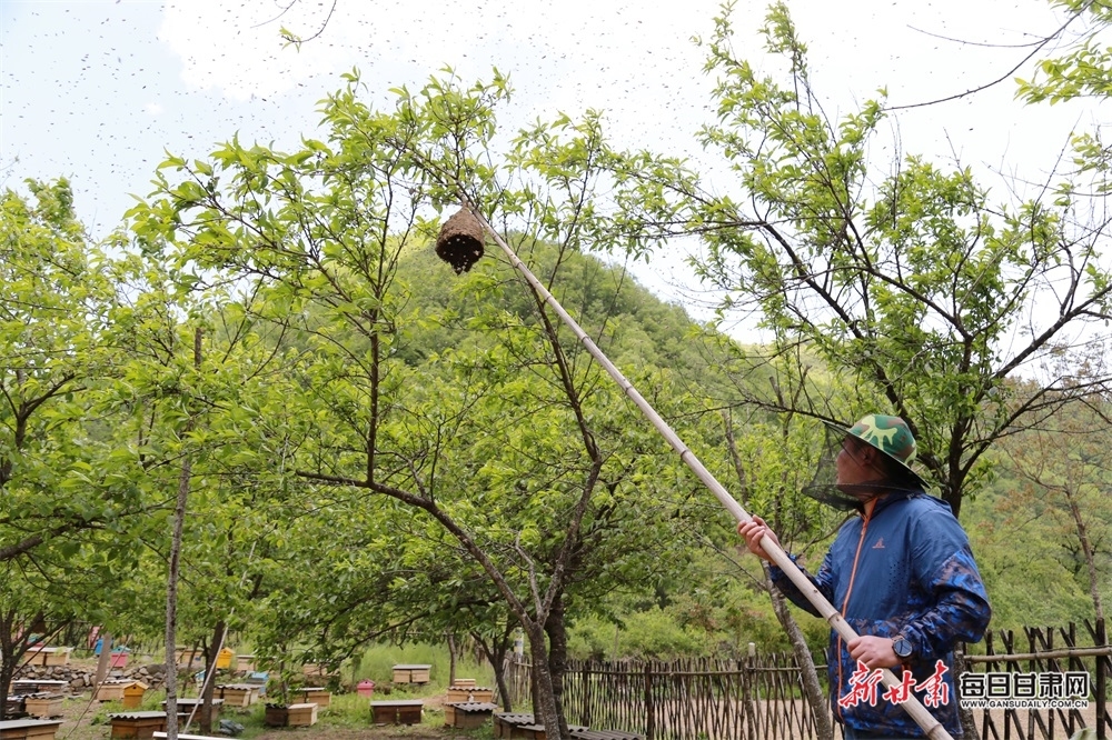 “90”后“新农人”王源博正在管护蜜蜂“分家”