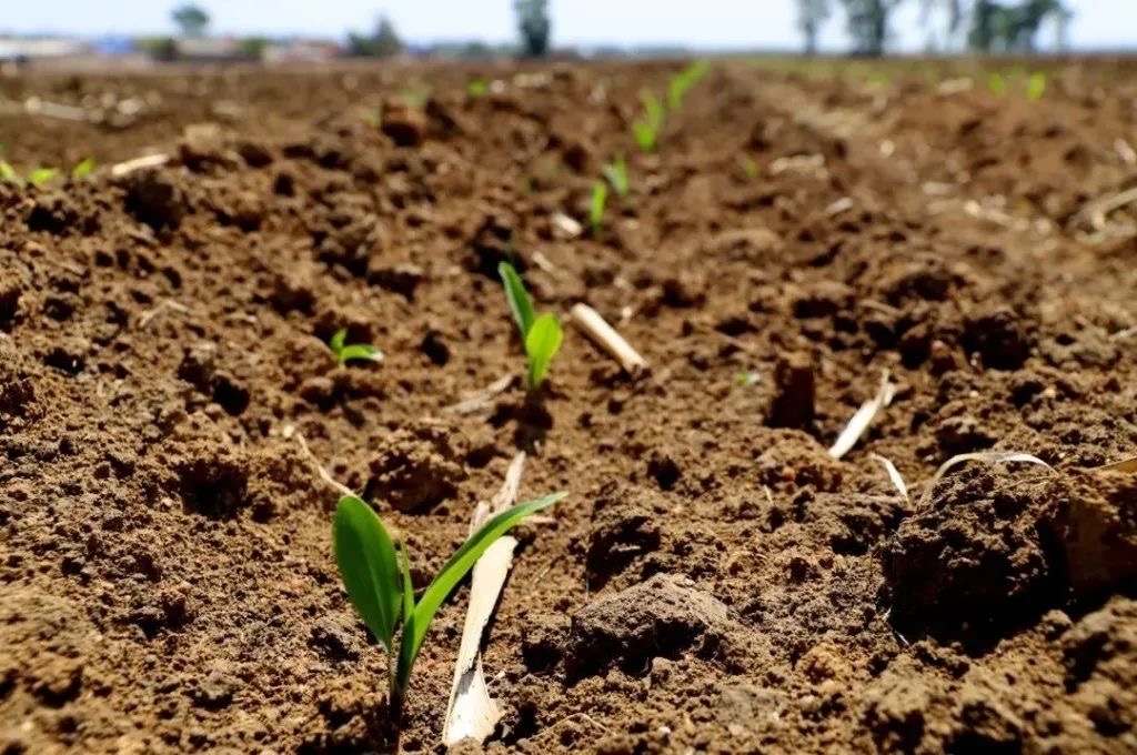 吉林省玉米播种面积超3700万亩播种进度同比快1123个百分点