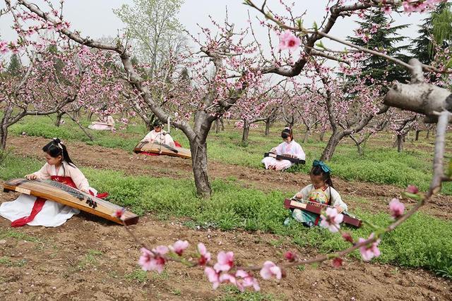 3月27日，在西安市鄠邑区柳泉口村的一片桃林里，一群穿着汉服的小姑娘在桃树下弹奏古筝。赵影超摄