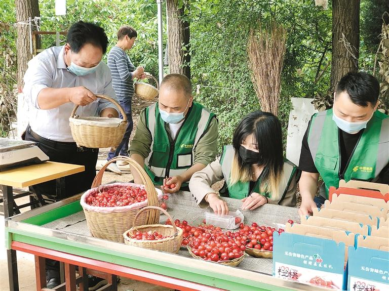 西安邮政工作人员帮助果农分拣、包装樱桃。
