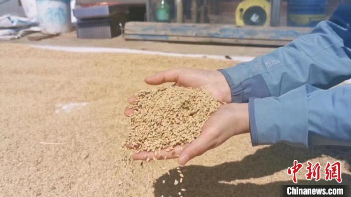 吉林迎来大豆播种季轮作让黑土地肥力不减