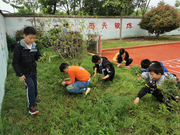 (学生在校园绿地除杂草)