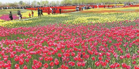 游客在永靖县刘家峡镇黄河花堤赏花游览 新甘肃&middot;甘肃日报通讯员 史有东