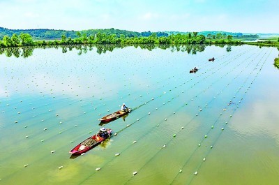 蚌农在江西九江都昌县新妙湖珍珠养殖基地投放珍珠蚌.