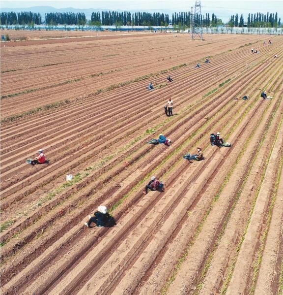 调整农业结构 带动农民增收