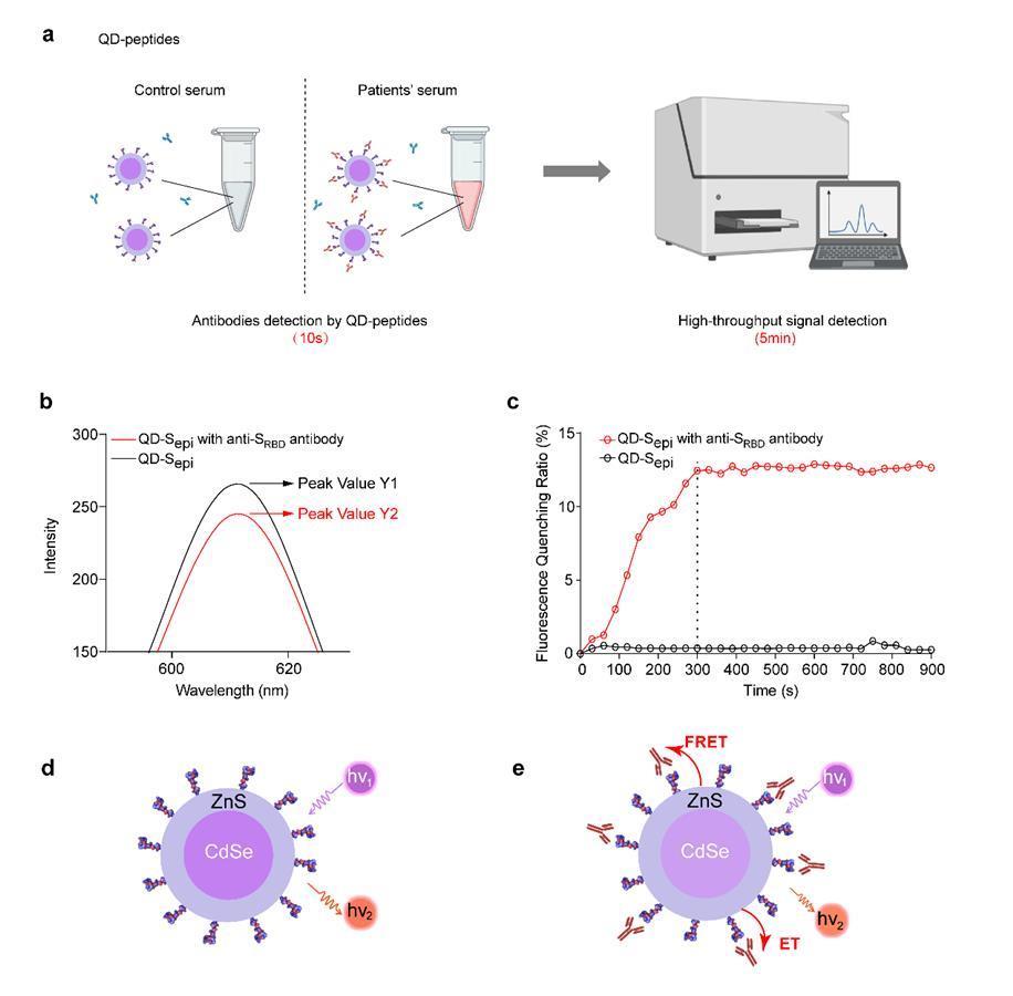 图为：量子点-多肽生物传感技术检测对应抗体时发生荧光淬灭的机制模型图