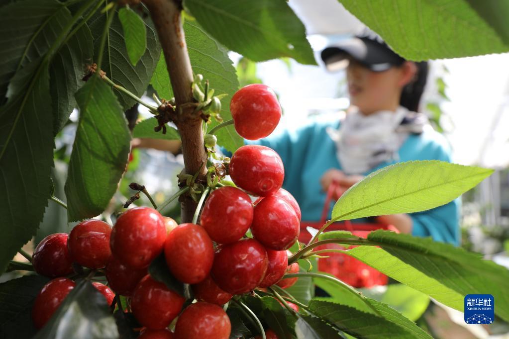 甘肃天水：设施农业开启“莓”好生活