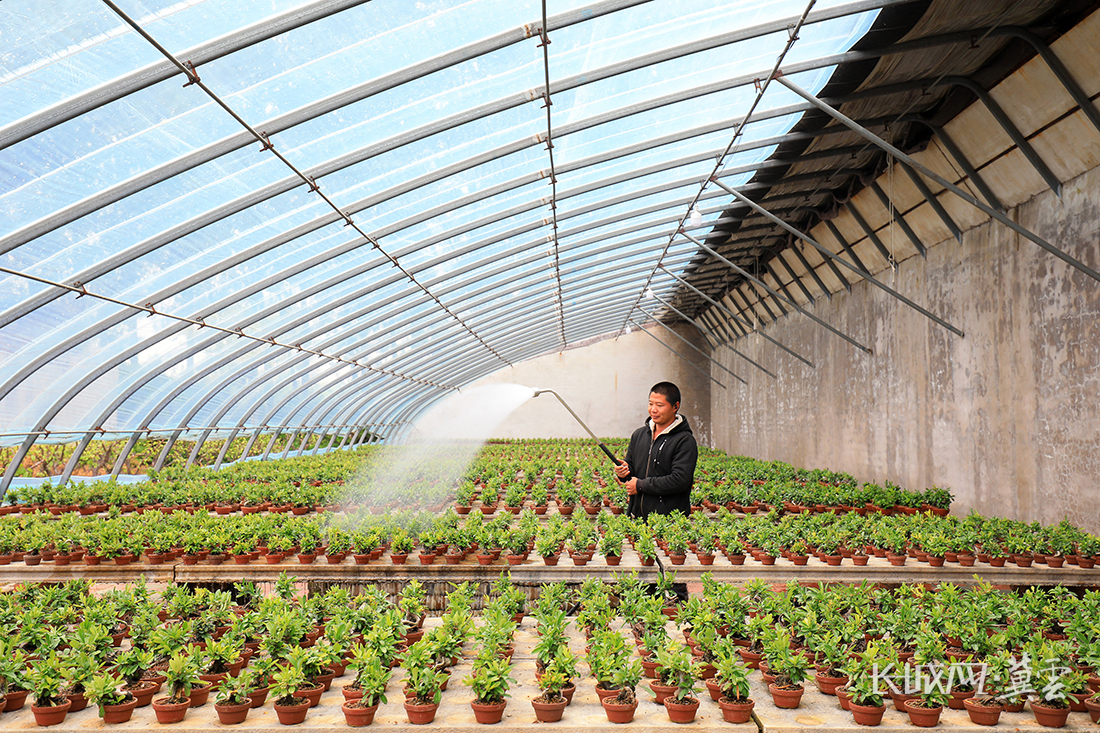 县长凝镇西城子村森琪苗木种植专业合作社员工在给火棘微型盆景浇水