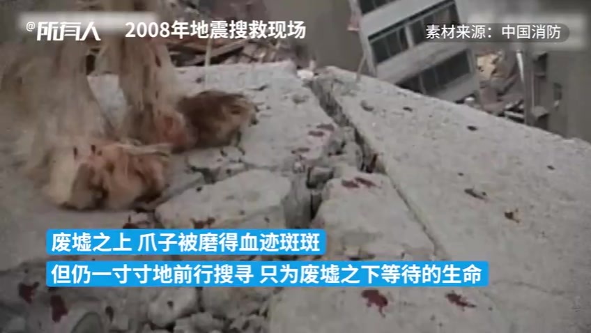 汶川地震中的67只搜救犬已全部离世