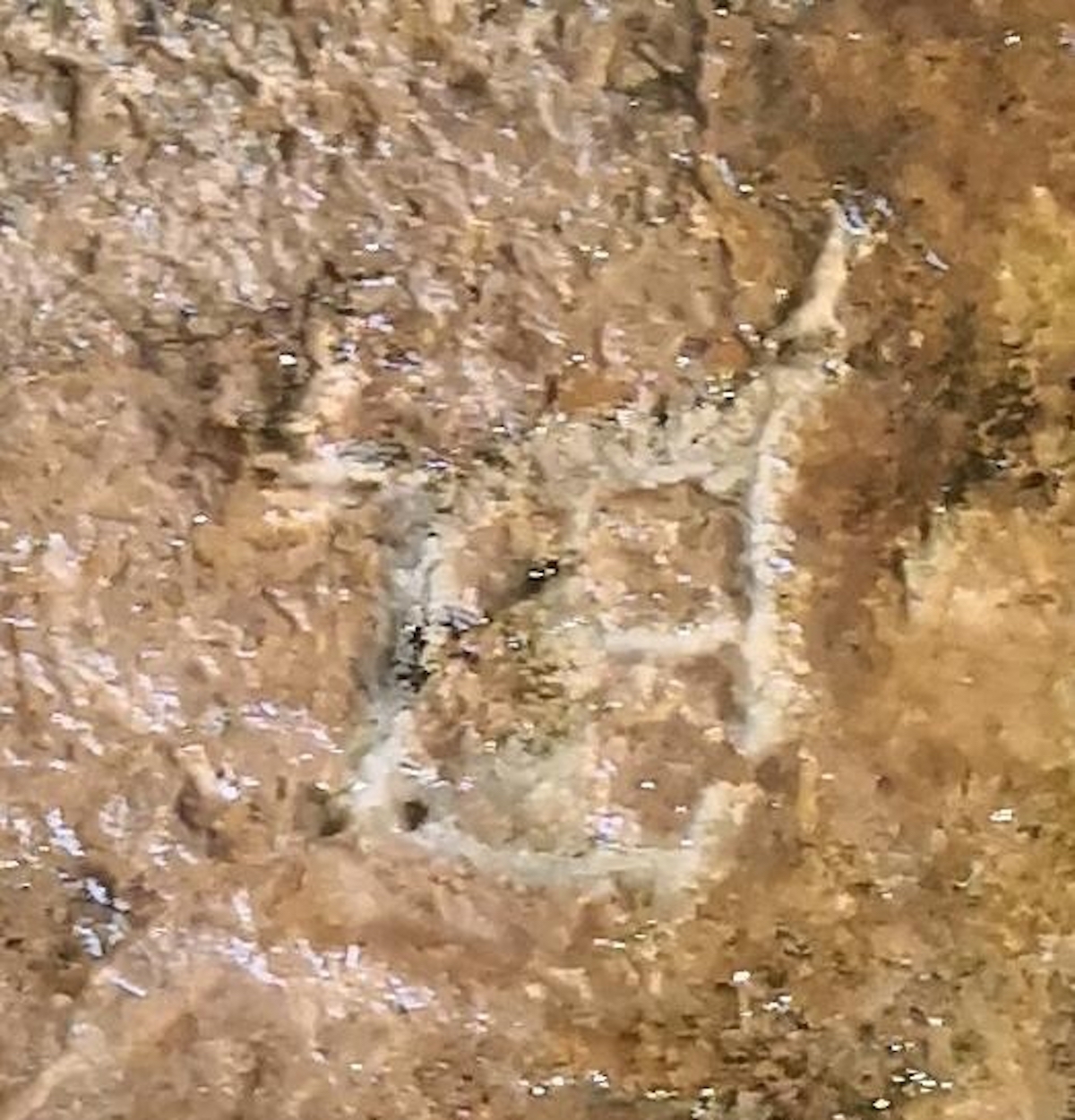 图4：甲骨文“丹”