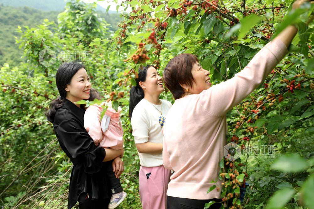 莲花桑葚采摘园助力村民增收