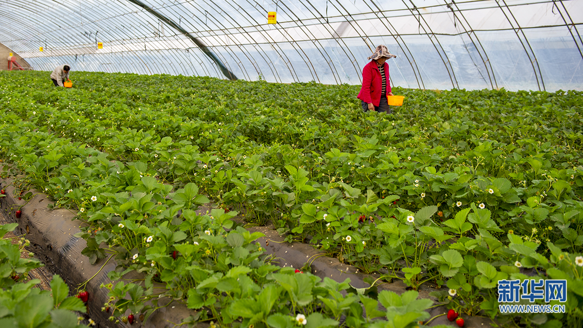 5月10日,在神木市四卜树村的草莓大棚里,村民正在采摘成熟的草莓.