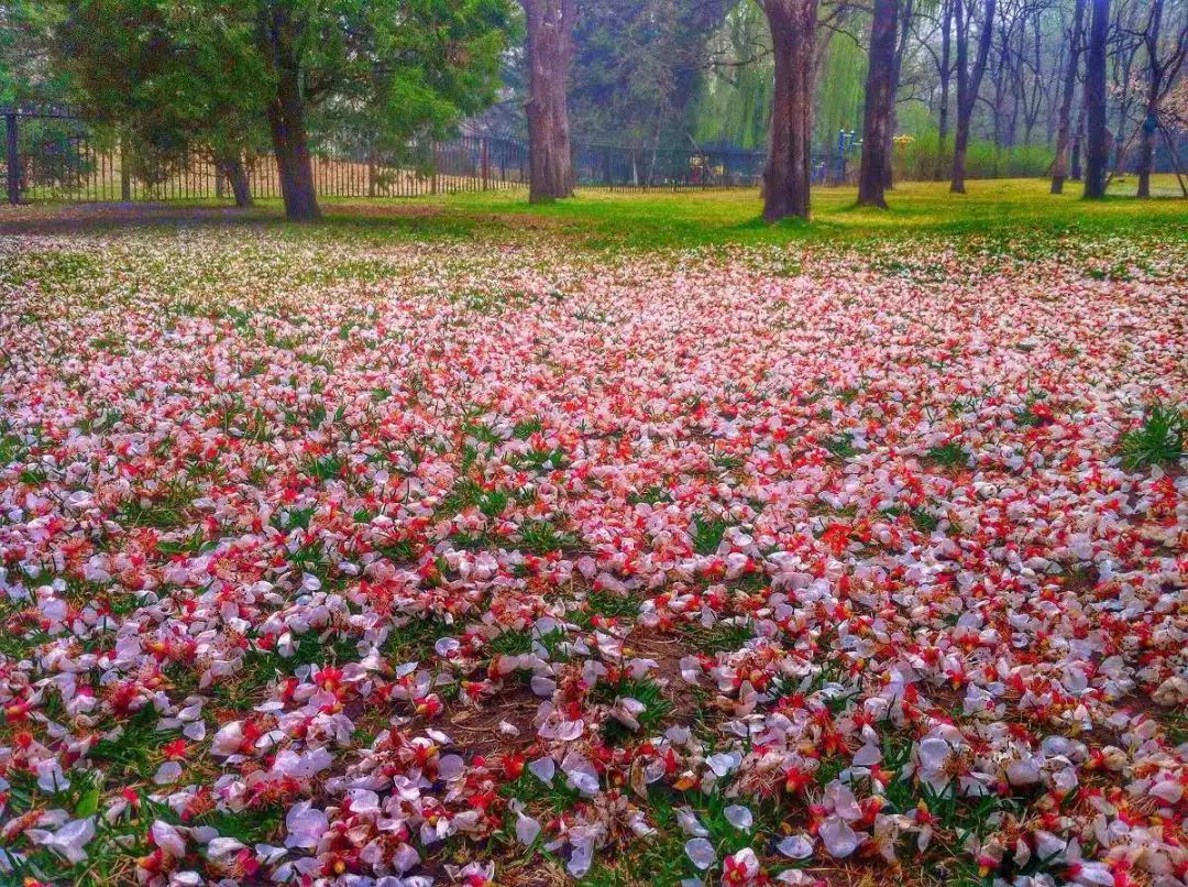 花朵的图片飘落图片