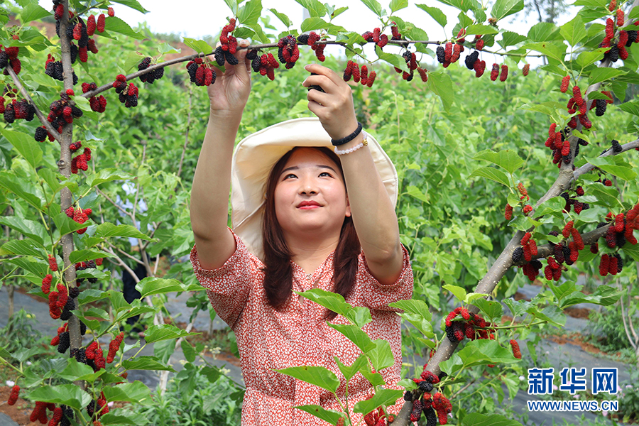 游客在池河镇明星村醉美桑海博览园采摘桑果