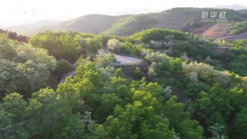 瞰见｜山东五莲：九仙山上槐花香