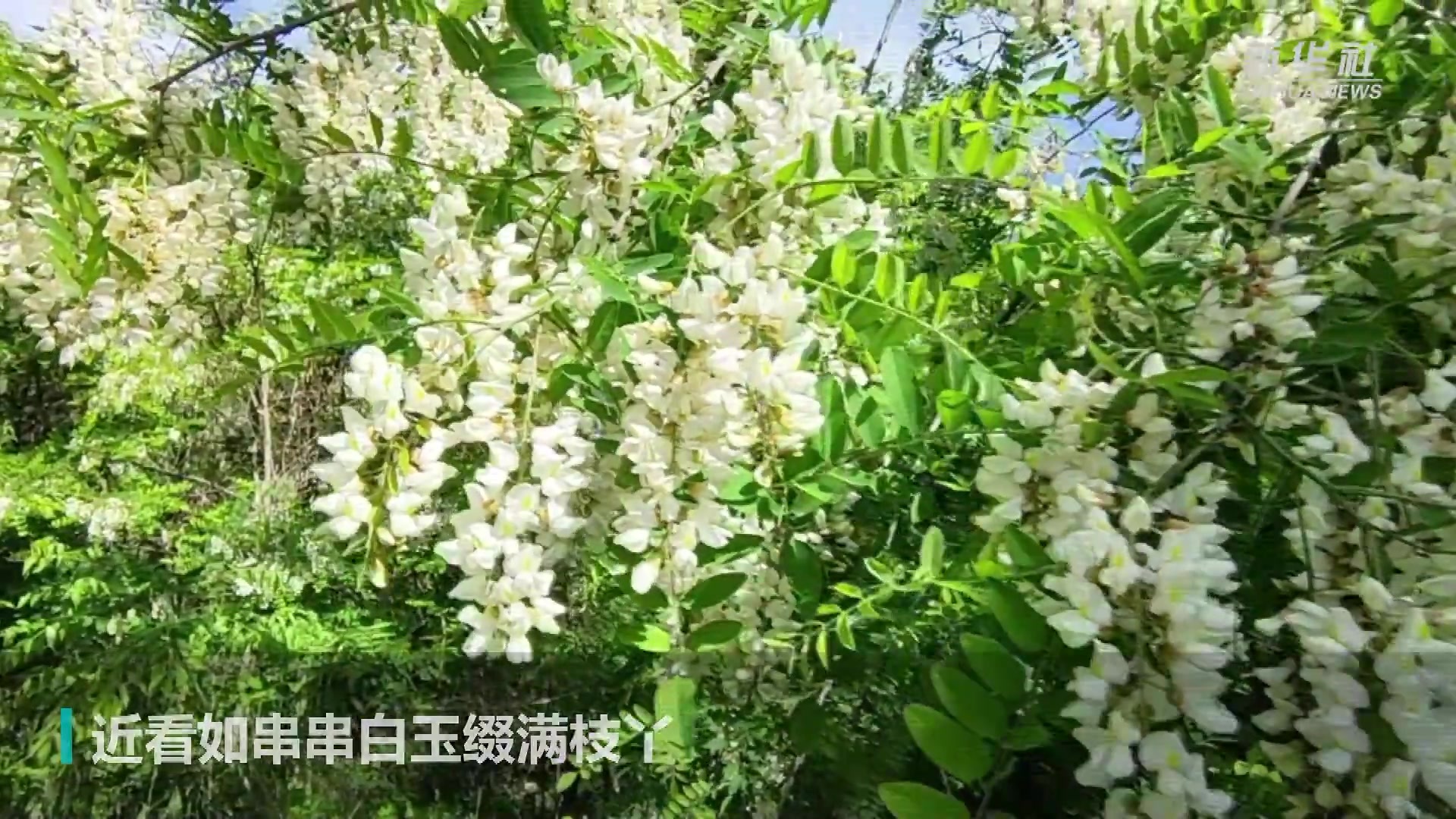 陕西麟游：槐花飘香醉游人