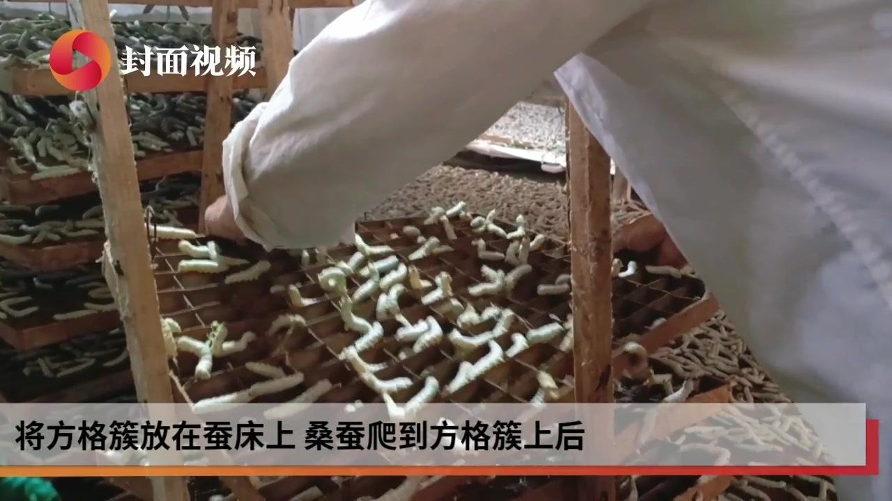 走进蚕房看蚕宝宝进化过程 见证蚕桑产业助力乡村振兴