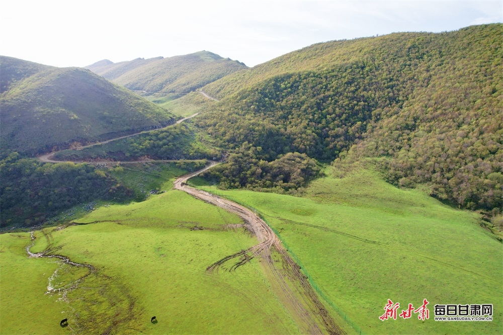 夏日，武都千坝草原景致“撩人”