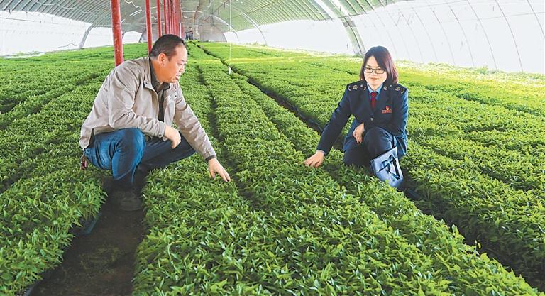 酒泉税务干部走进甘肃兴农辣椒产业开发有限公司大棚，了解辣椒苗产业发展情况。新甘肃&middot;甘肃日报通讯员 李源