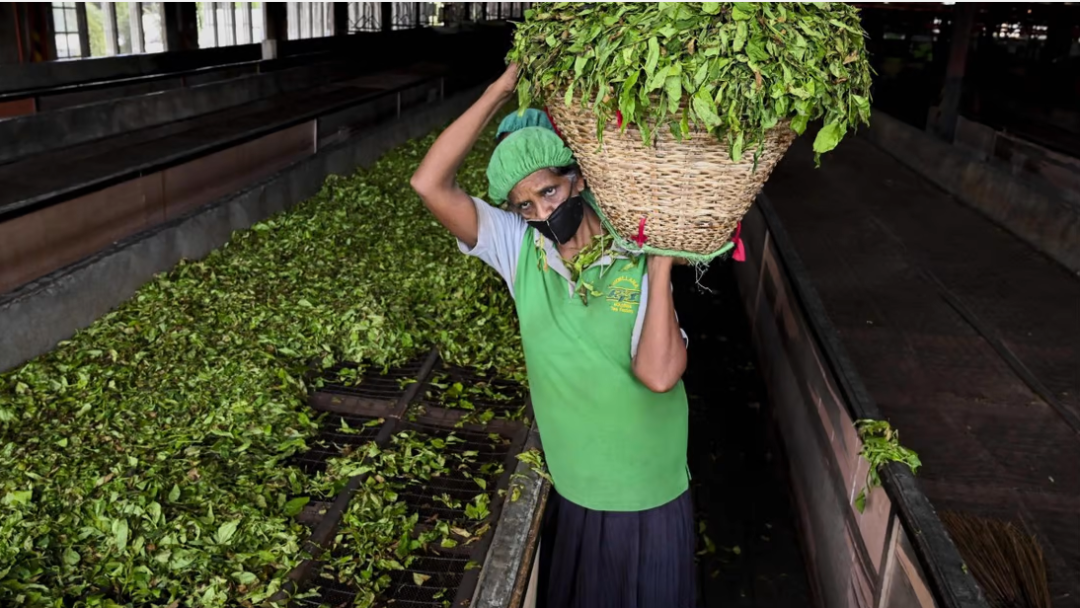 俄乌冲突爆发前，斯里兰卡13亿美元的茶叶出口中有10%以上销往俄罗斯。图源：法新社