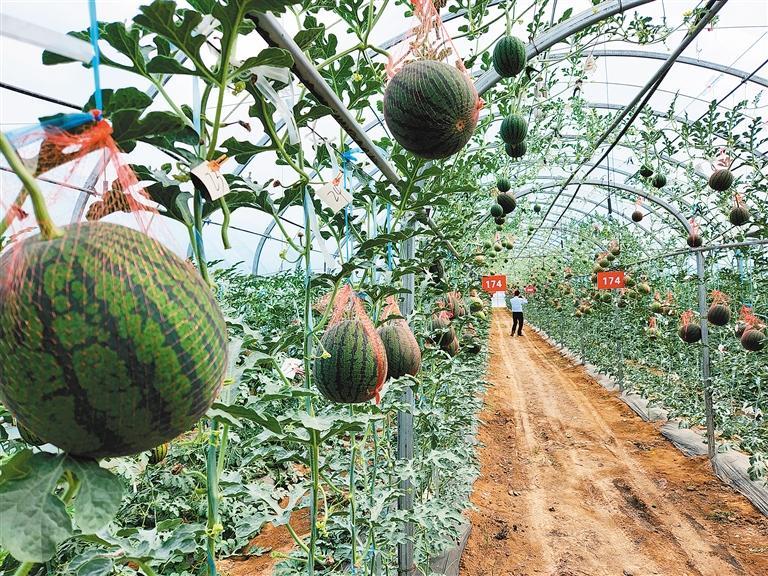 瓜棚里已经成熟的西瓜 记者 任君宁 摄