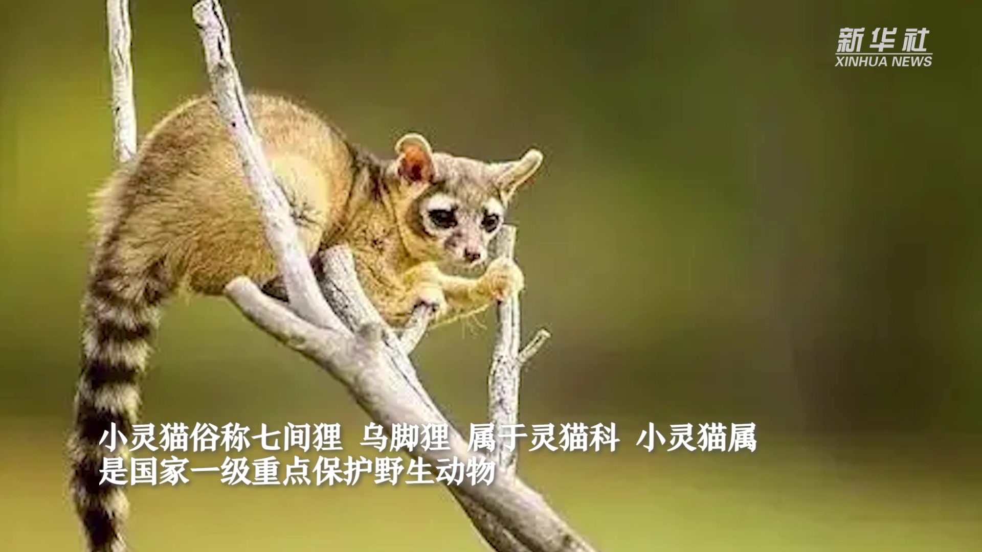 梅州五华七目嶂装了红外相机，一级保护动物小灵猫带队众多动物前来“打卡”！_监测