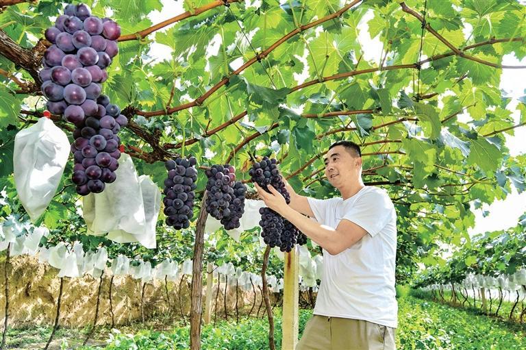 村民在麦积区新阳镇百亩高山生态葡萄生产基地采摘葡萄 窦耀辉