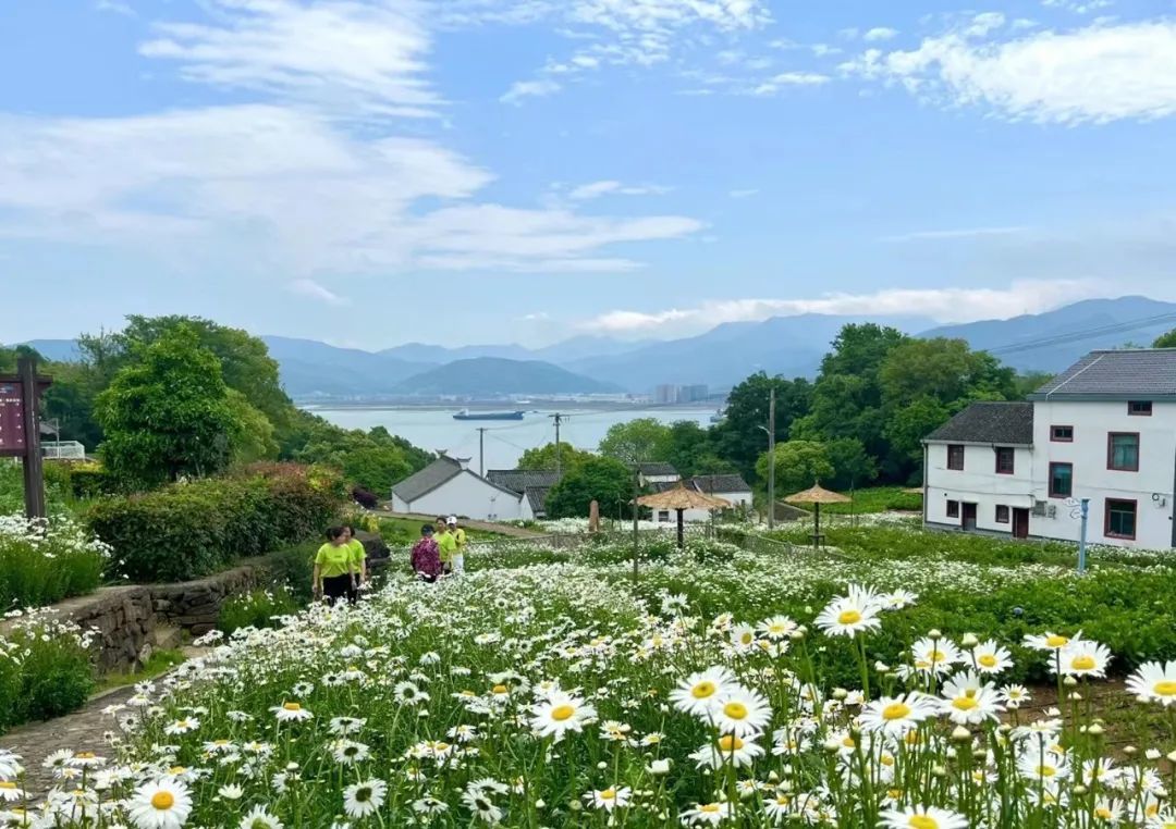 大美骆家坑村的这片花海你打卡了吗