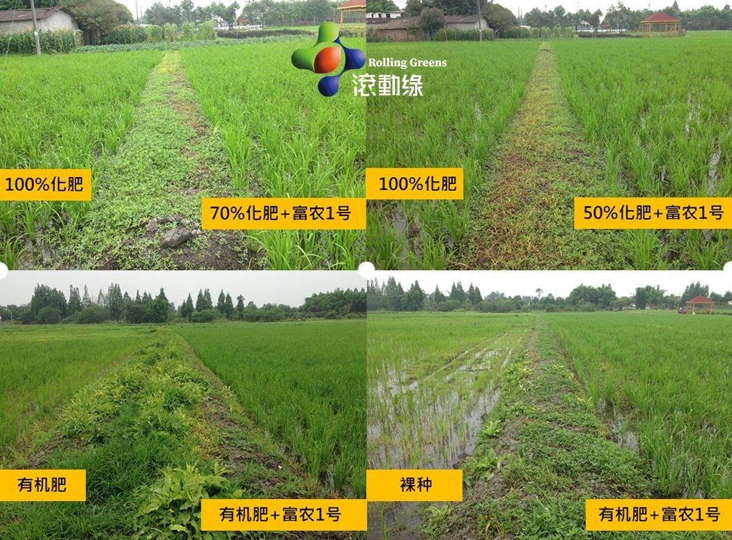 農作物煉成綠金條創新技術達150億數微生物菌肥