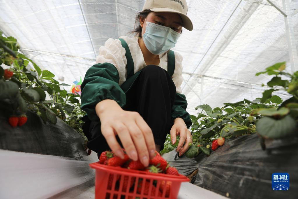 甘肃天水：设施农业开启“莓”好生活
