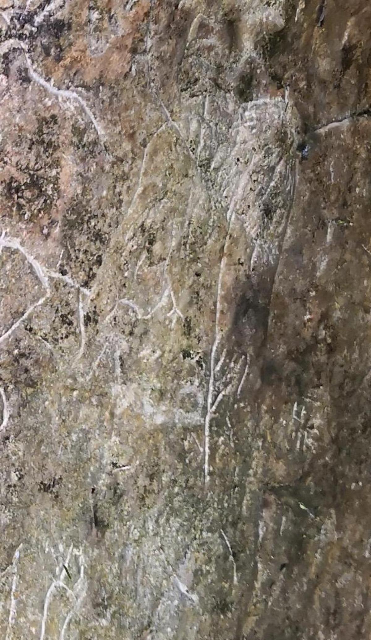 图17:植物和“龙须”状图画