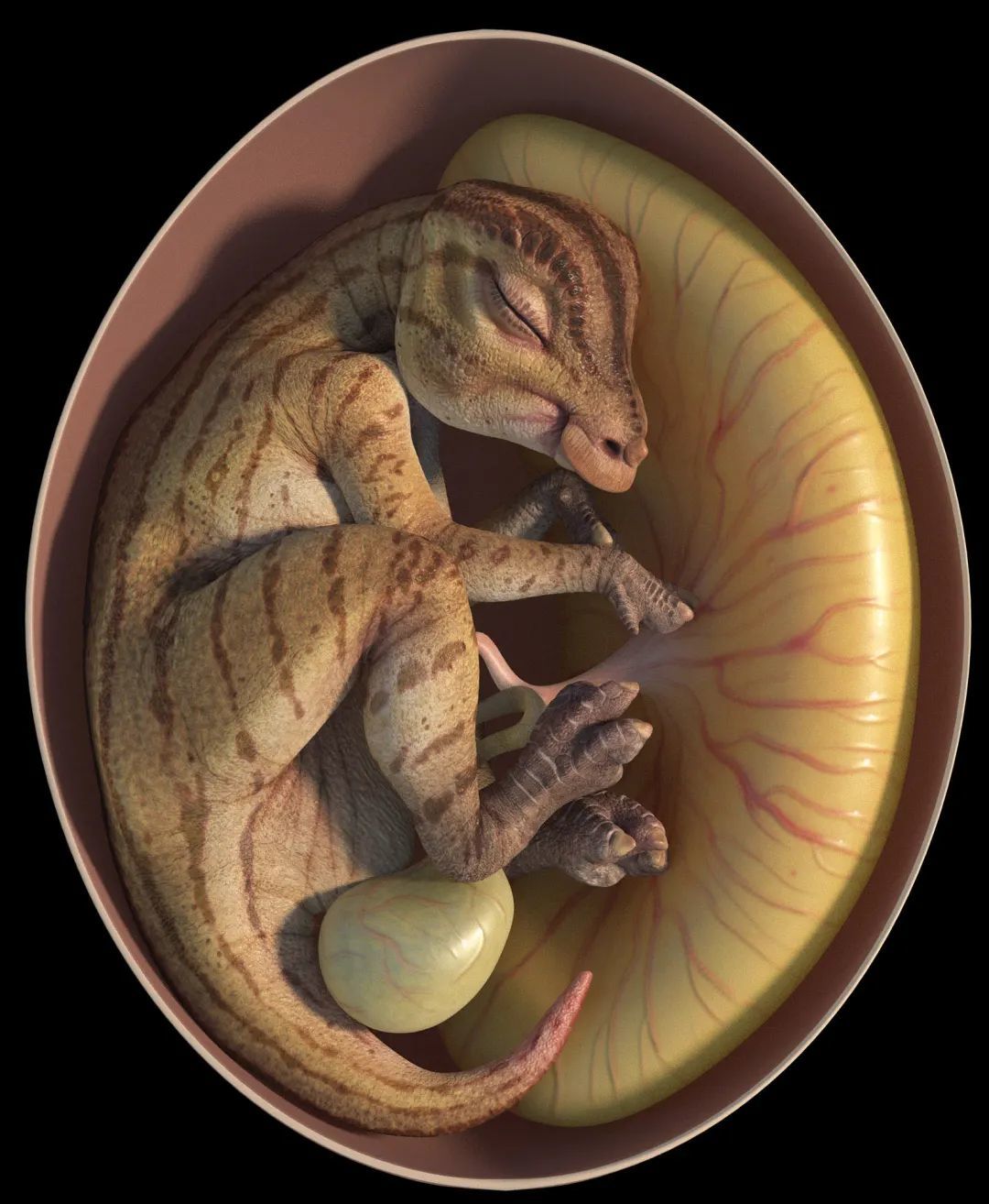鸭嘴龙胚胎化石复原图。绘图：守林