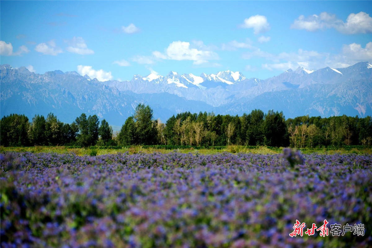 河西地区种植的紫花苜蓿、防风林与远处的祁连山遥相辉映 新甘肃·甘肃日报记者 洪文泉 摄