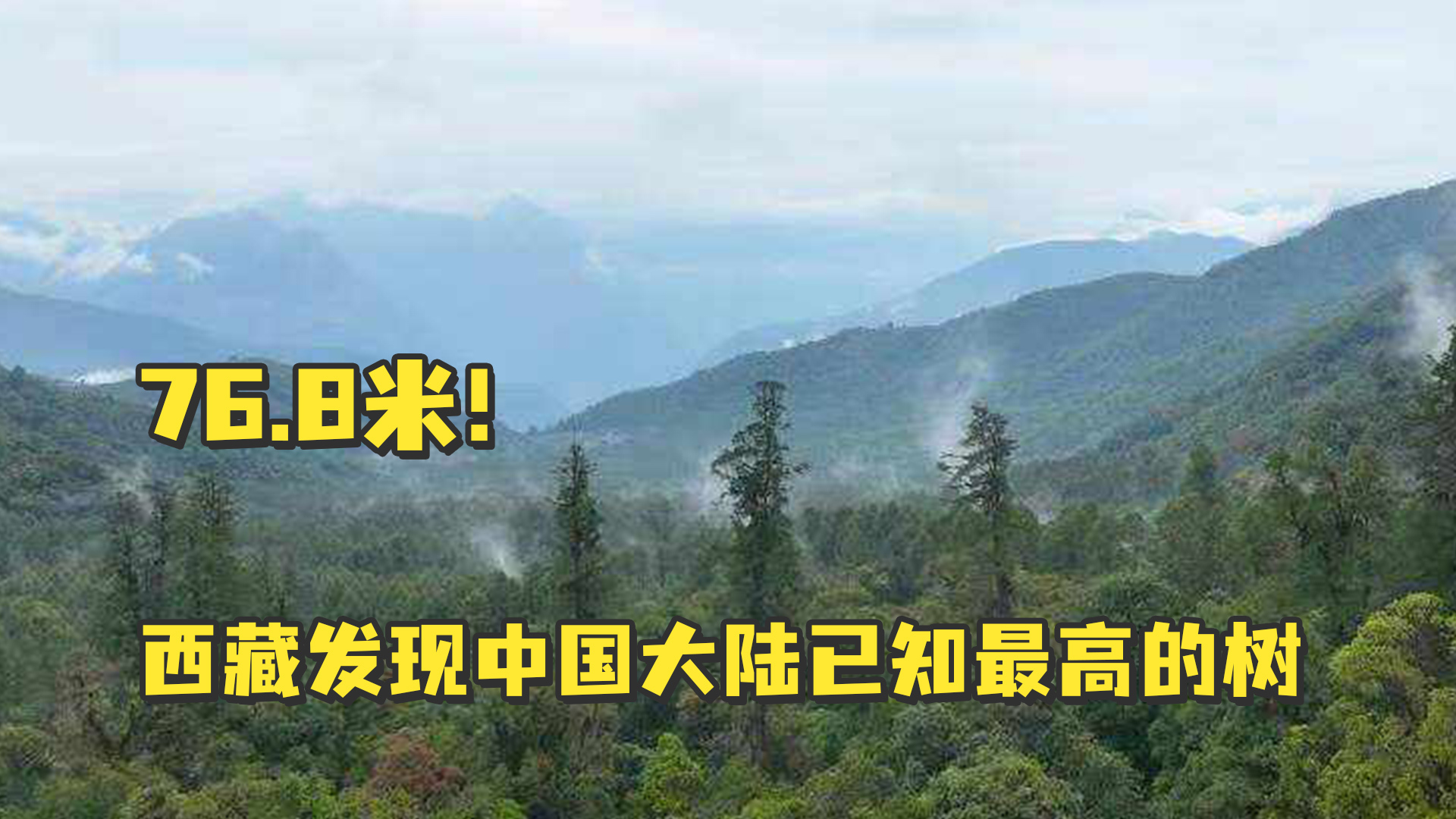 76.8米！西藏发现中国大陆已知最高的树