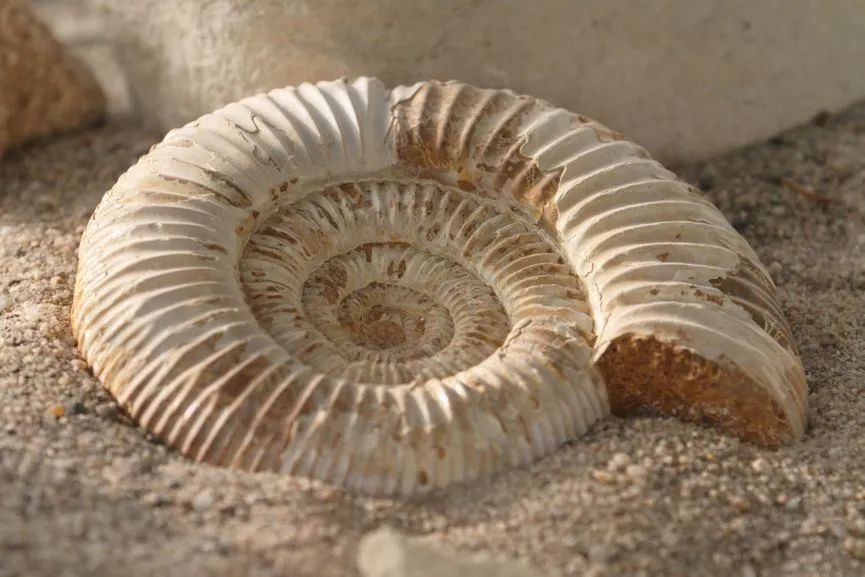菊石化石。坚硬的骨骼和牙齿是最常见的化石