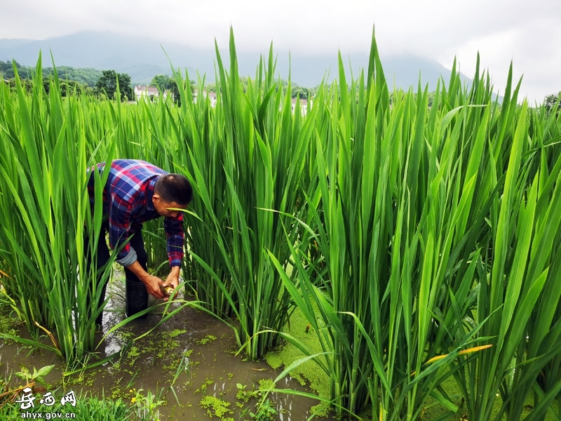 长势喜人,当地村民正在田里采收今年第一茬茭白,深山里生长的双季茭白