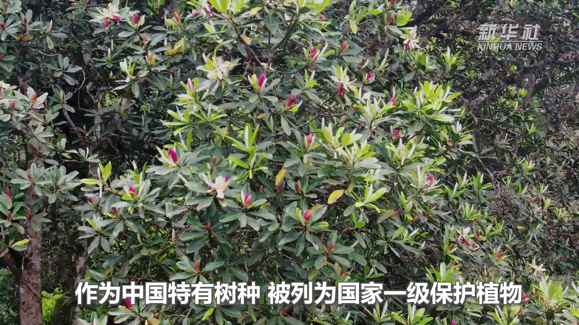 云南西畴：“植物大熊猫”华盖木花开迎夏