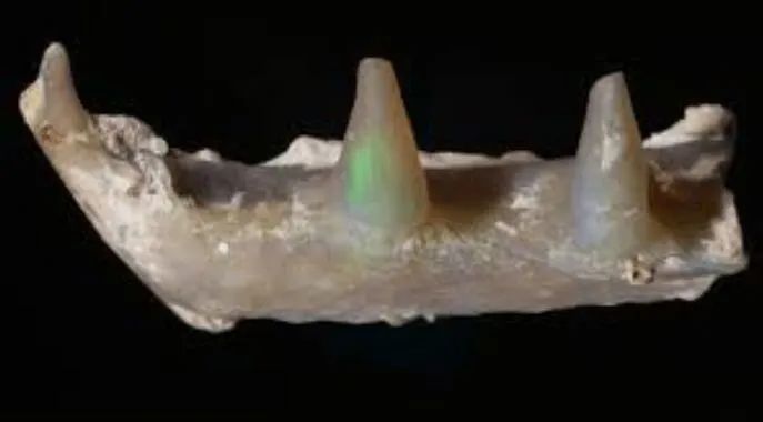 澳大利亚产欧泊化哺乳动物的牙齿
