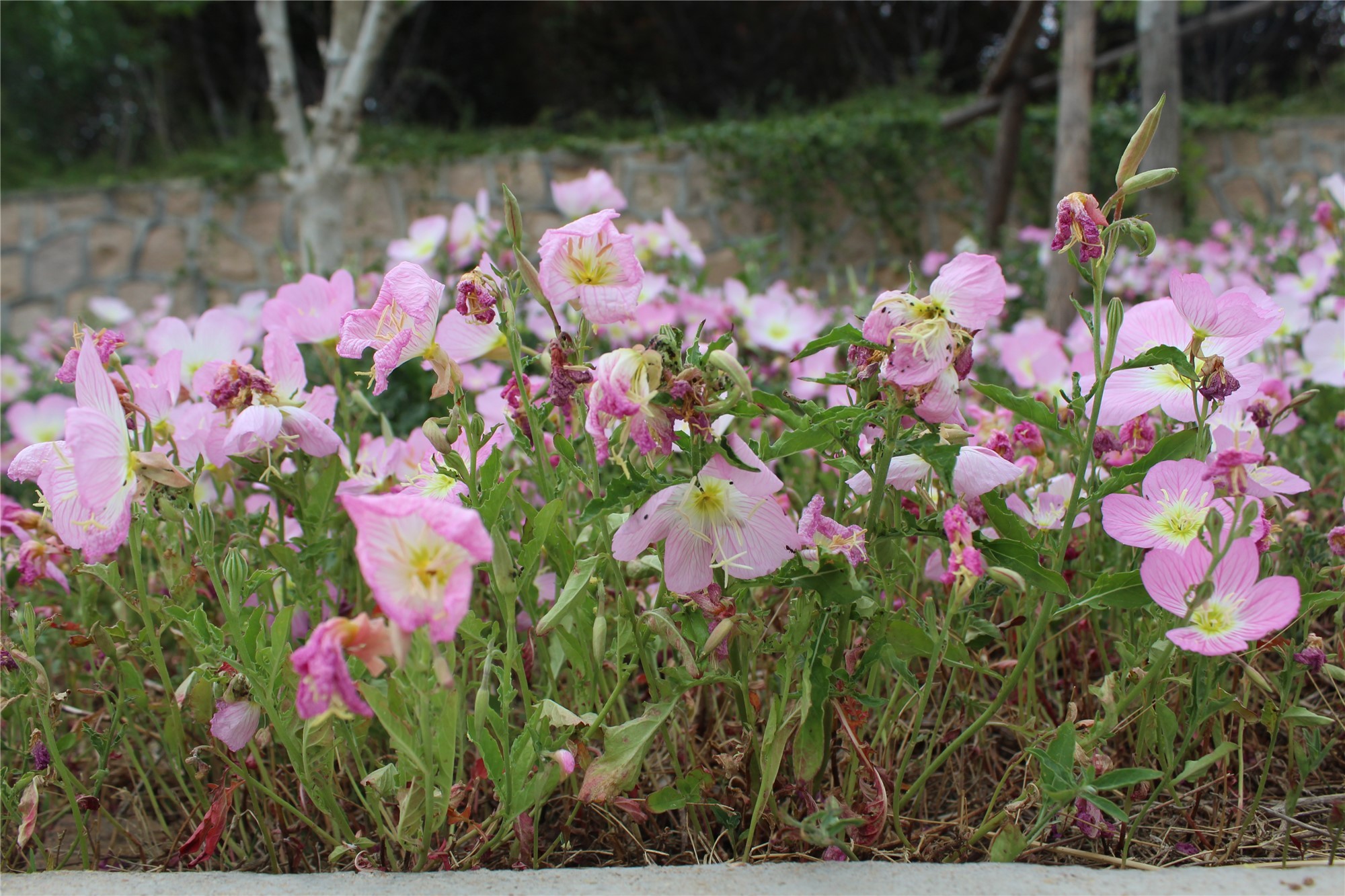 见证城市更新|30余位媒体人见证青岛公园城市建设