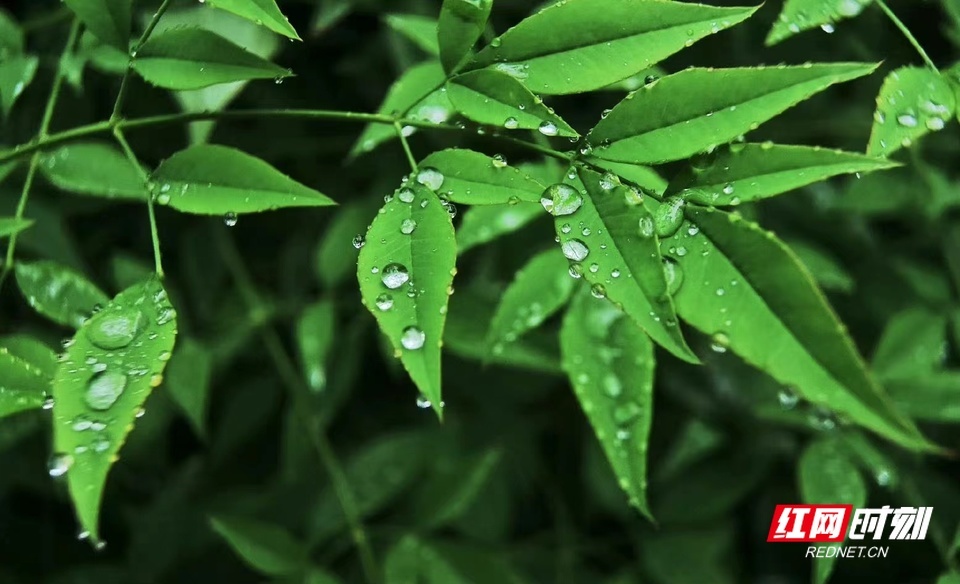 湖南天气微微凉仿佛春天被延长原来这叫5月低温