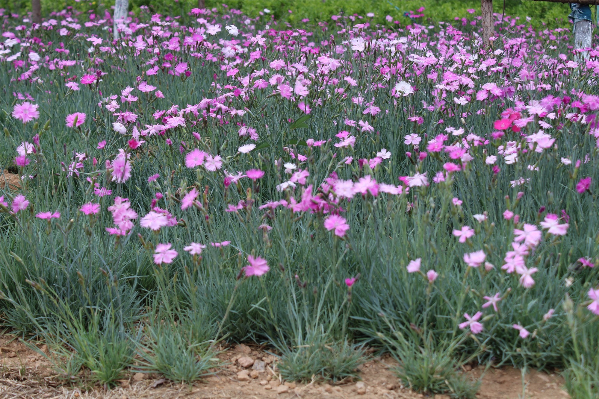 见证城市更新|30余位媒体人见证青岛公园城市建设