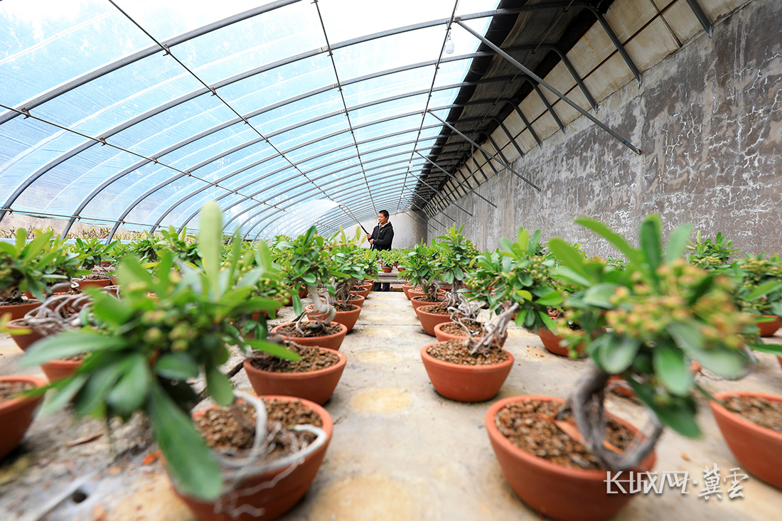 唐山市滦南县长凝镇西城子村森琪苗木种植专业合作社员工在给火棘微型