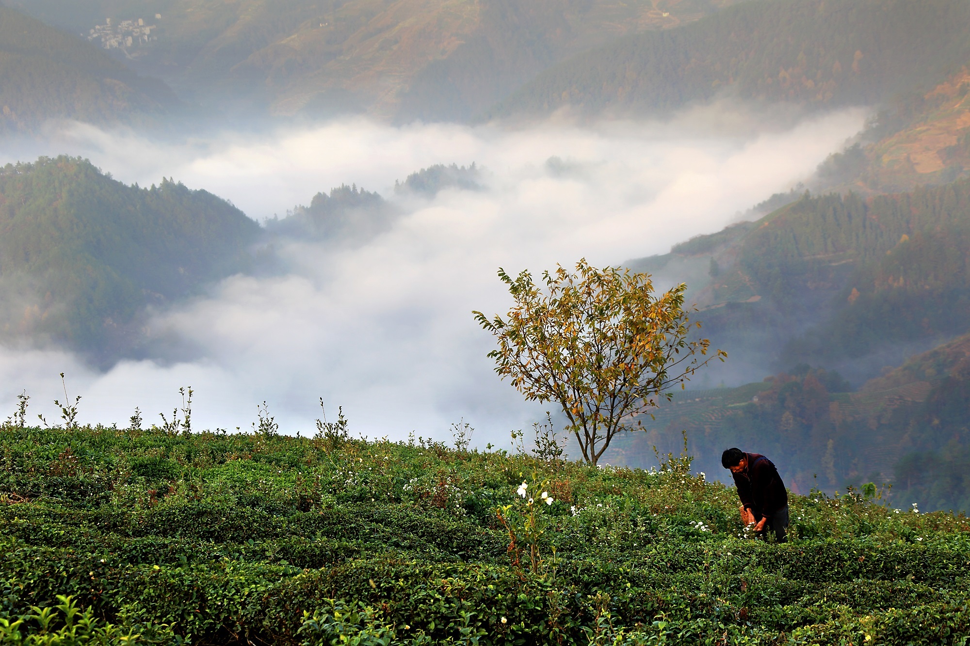 安徽坡山风景区介绍图片