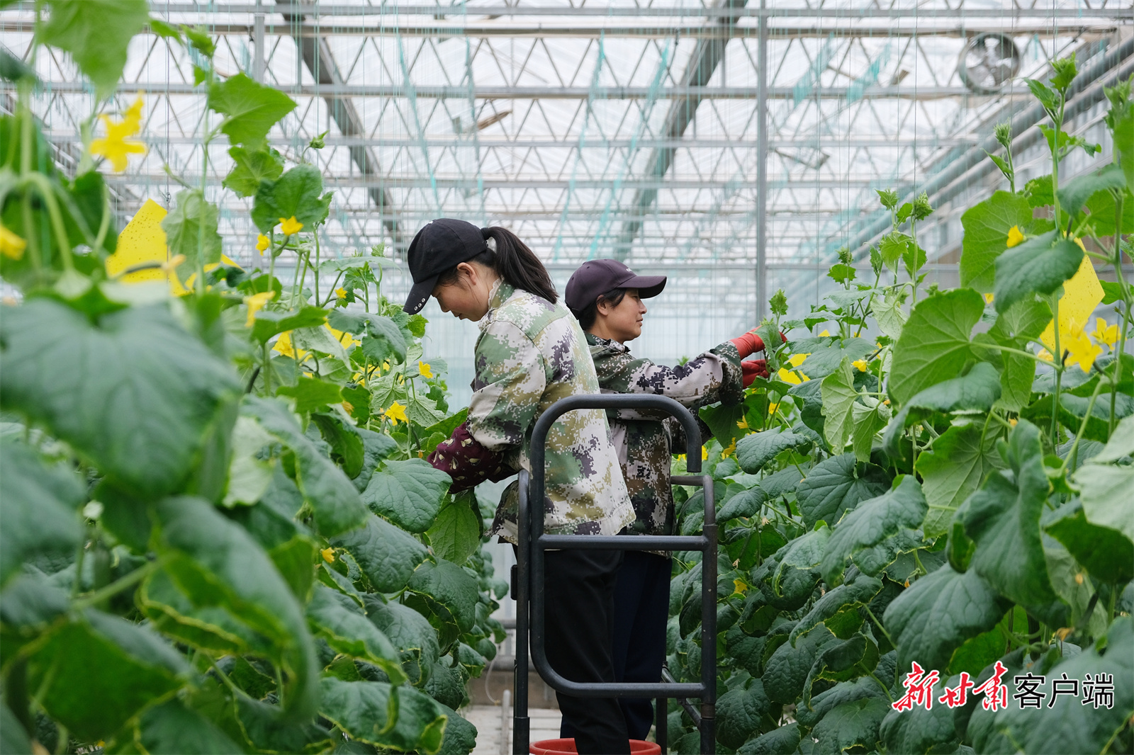 在武山现代农业种植园内，工人正在忙碌修剪。新甘肃·甘肃日报记者 刘健