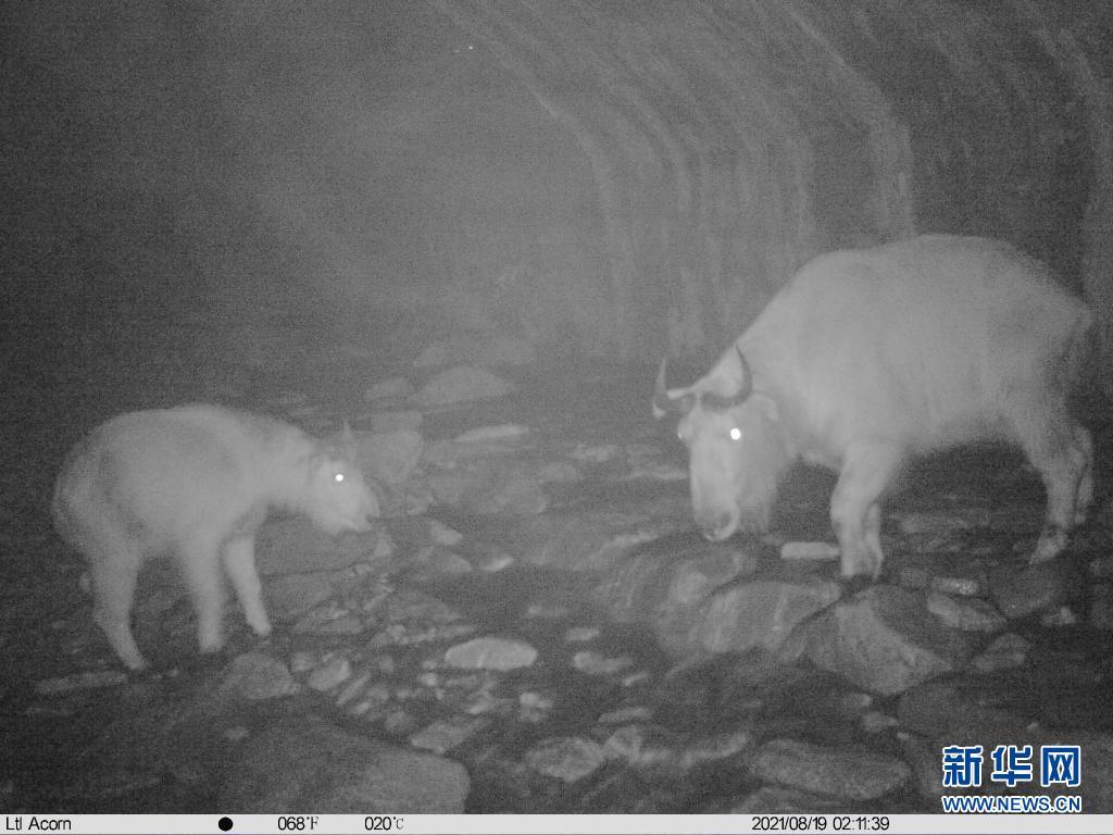 红外相机拍摄的羚牛凌晨两点经过野生动物通行通道的照片（陕西省龙草坪林业局供图）