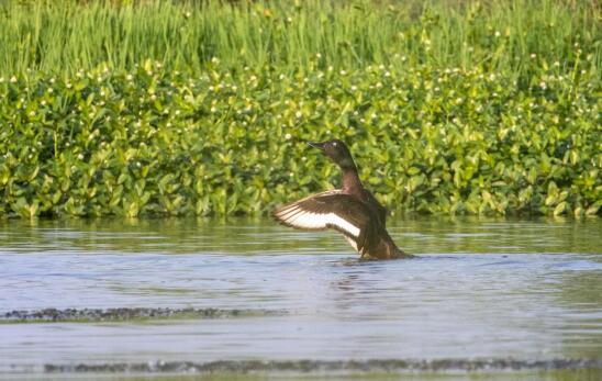 江西瑞昌市發現全球極度瀕危鳥類青頭潛鴨